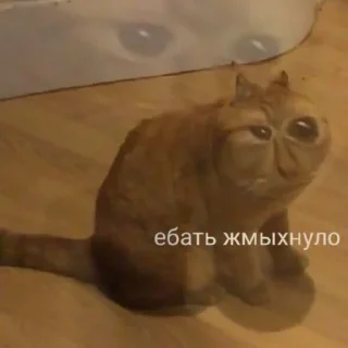 🤪