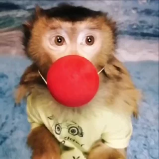 Бибизяны 7 > @bibizyankii