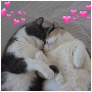 👩‍❤️‍💋‍👨