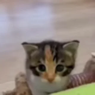 🐈‍⬛