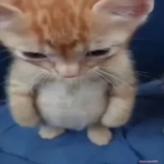 🐒