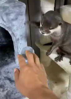🖐