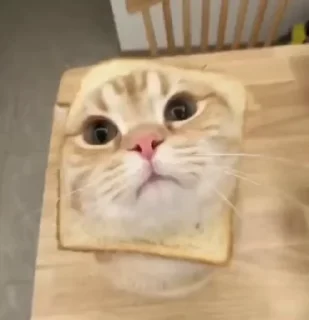 🍞