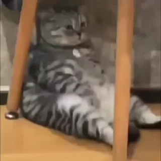 🐈