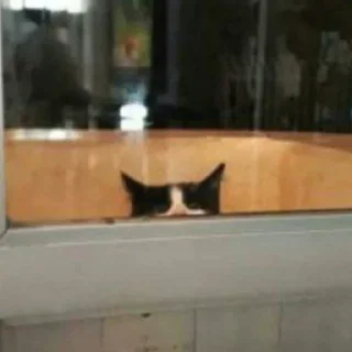 😺