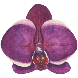 🌸