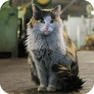 🐱