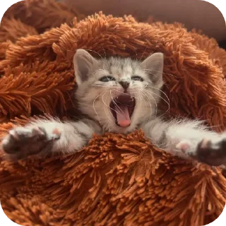 🐱