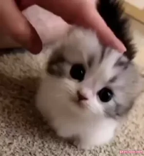 🥺