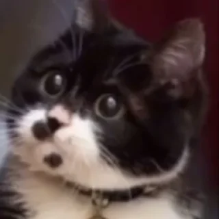 🥺
