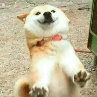 🐶