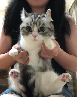 🐈