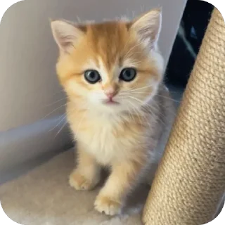 🐱