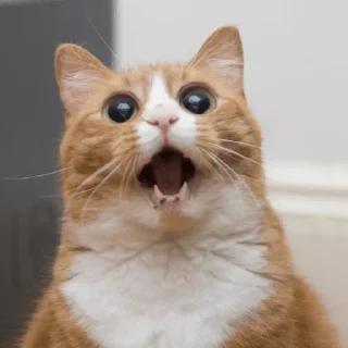 😯