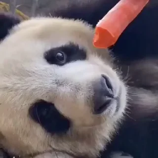 🥕