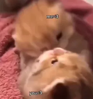 😻