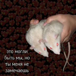 🐁