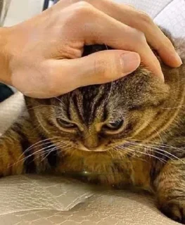 😶