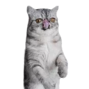 😼