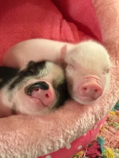 😴
