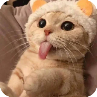 🐱