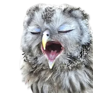🦉