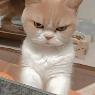 🐈
