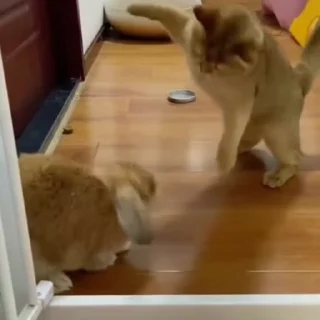 🤩