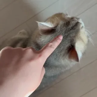🐱