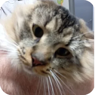 🐱
