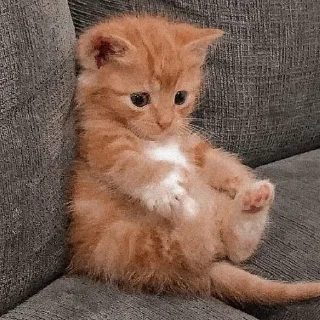 🐈