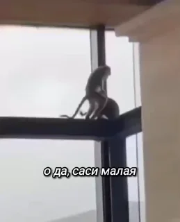 😸