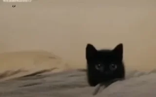 🐈‍⬛