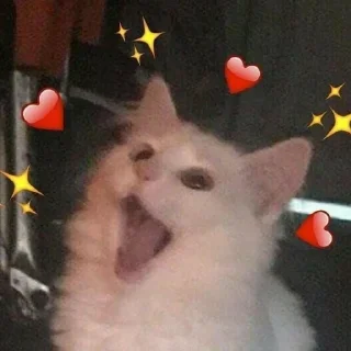мяу мяу :: @fStikBot