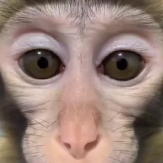 🐵