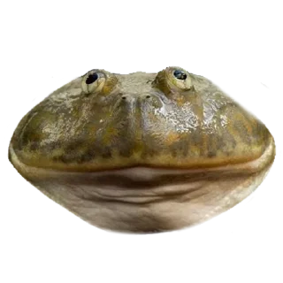 🐸