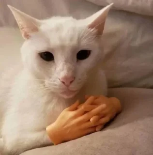 🐱