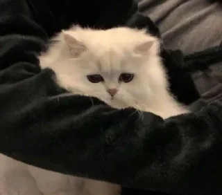 🥺