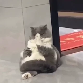 🐈