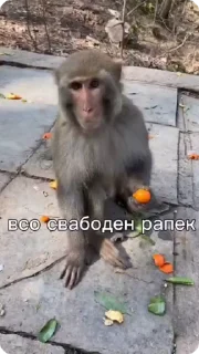 🍊
