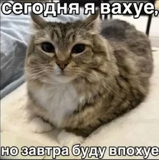 🌟