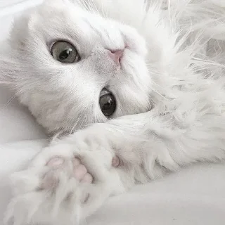 🤍