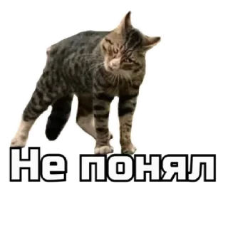 ⁉️