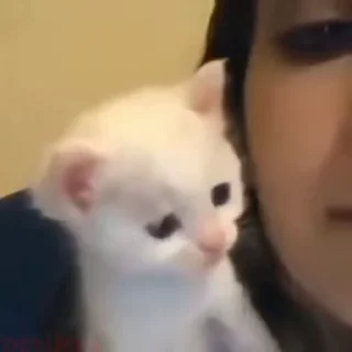 🐈