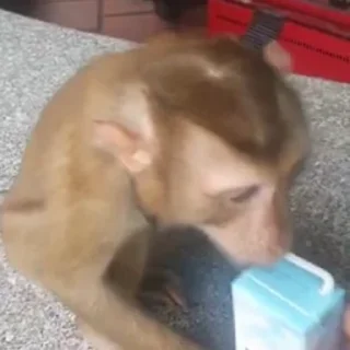 🐒