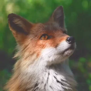 🤩