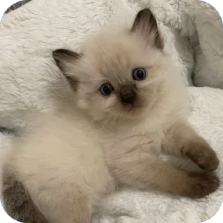 🐱