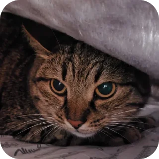 🐱