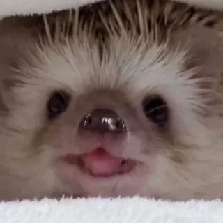 😛