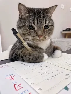 🌟